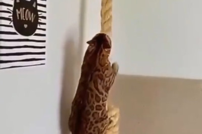 Rope Ninja: Bengal Cat Climbing Like a Tiny Spider