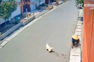 Builder Buddy: Dog on Duty at the Construction Site