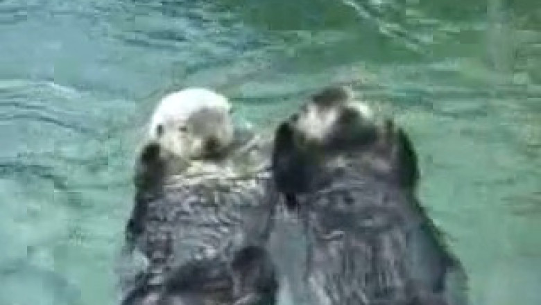 Double Sea Otter Swims: The Waffle-Wheel of Wet Fluff