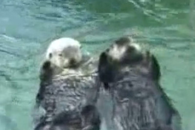 Double Sea Otter Swims: The Waffle-Wheel of Wet Fluff