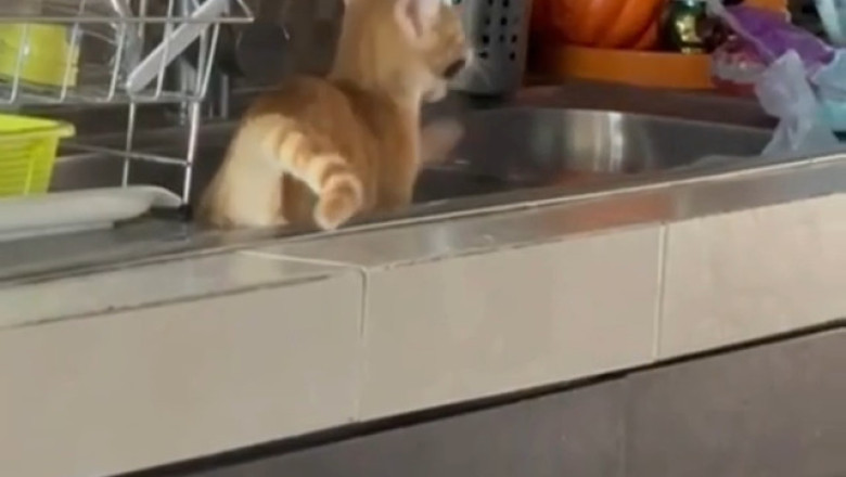 Kitchen Cat-astrophe or Cat-astrophe Acknowledged?