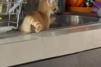 Kitchen Cat-astrophe or Cat-astrophe Acknowledged?