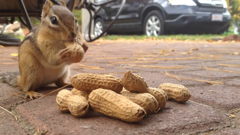 Nutty VIP: Squirrel’s Peanut Party