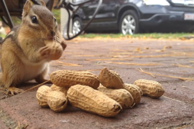 Nutty VIP: Squirrel’s Peanut Party