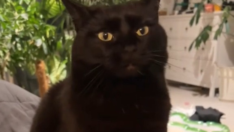 The Grumpy Comedian Cat: Hates Jokes, Loves Snacks