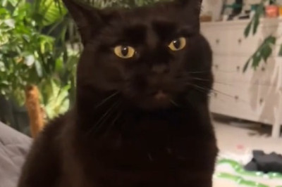 The Grumpy Comedian Cat: Hates Jokes, Loves Snacks