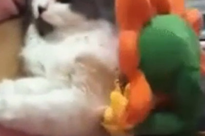 Meow-terious comedian: Cat with a 9 Lives of Comedy
