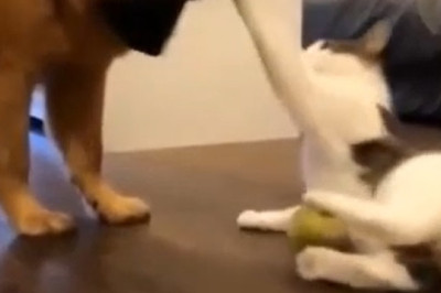 Odd Couple Playtime: Dog + Cat’s Hilarious Tag Team