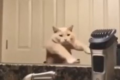 The Purr-fect Prank: Cat World’s funniest Fails