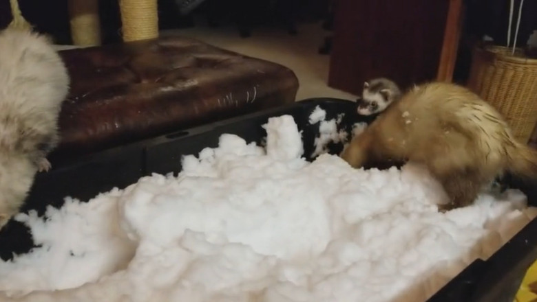 Ferret Frenzy: The Unsinkable Prank Patrol