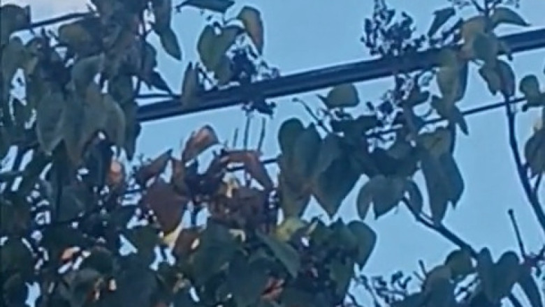 Bird on Cables: The High-Rwire DJ