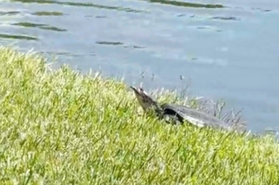 Florida Softshell Turtle: Built-in Wetsuit + Ninja Moves