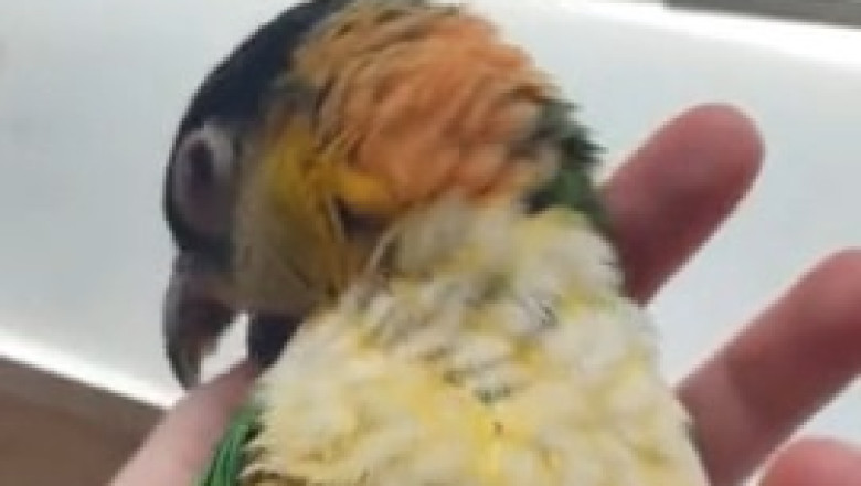 Parrot Goes Full Comedian: Watch This Feathered Genius Roast Everyone!