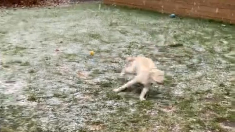 Snowlover Dog Goes Full Eskimo: You Won’t Believe The Zoomies!