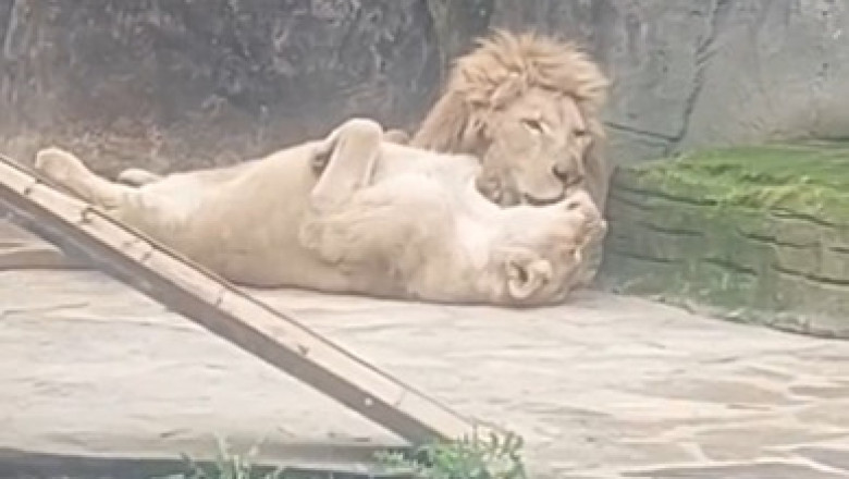 Zoo Lion: King of Snacks and Silly Moments