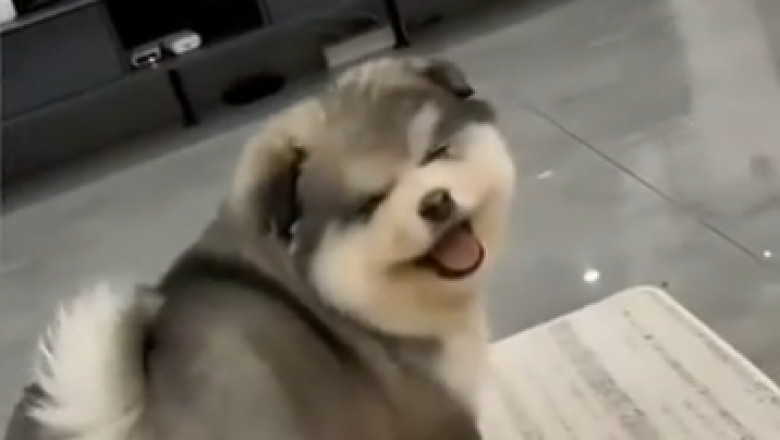 Wait for it... he actually has better rhythm than her! 💃🐶