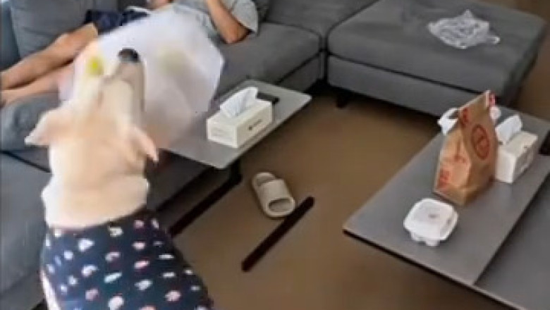 When a dog behaves towards someone