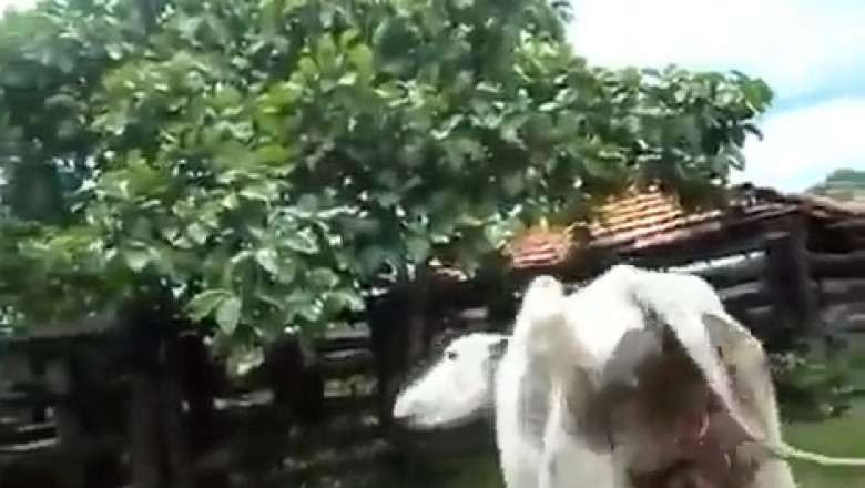 Reckless Cow Goes Full Chaos Mode! You Won’t Believe What Happens Next
