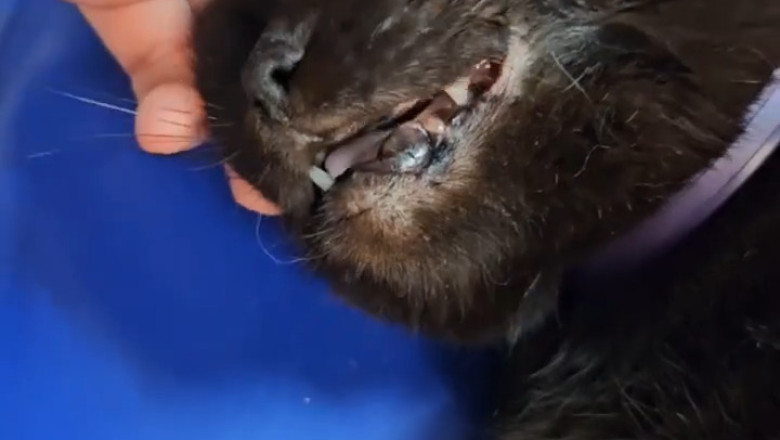 This Cat’s SHOCKING Sharp Fangs Are Breaking the Internet