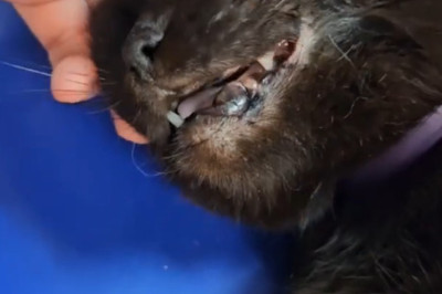 This Cat’s SHOCKING Sharp Fangs Are Breaking the Internet