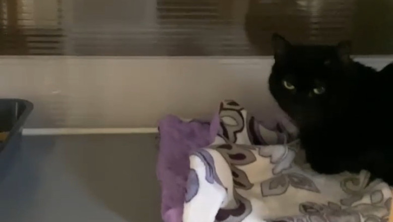 This Cute Black Cat Is Pure Midnight Magic
