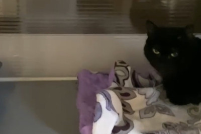 This Cute Black Cat Is Pure Midnight Magic