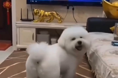 When a Dog Discovers Dance Moves from a Music Video