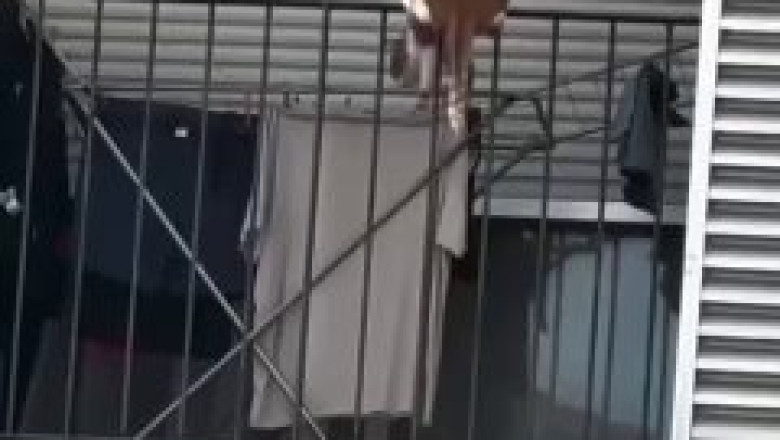 Balcony Boss: The Cat Who Turns Laundry Day Into a Show