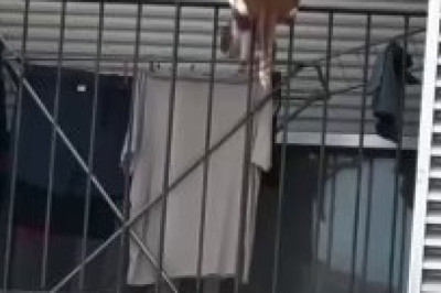 Balcony Boss: The Cat Who Turns Laundry Day Into a Show