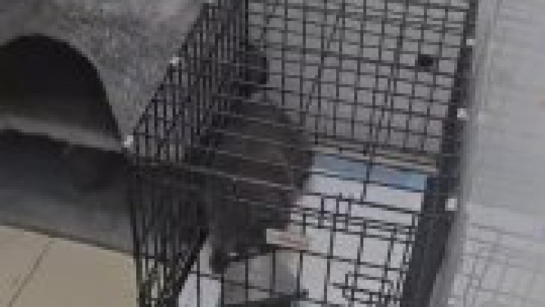 From Shelter to Sunshine: Meet the Cat Who Won My Heart