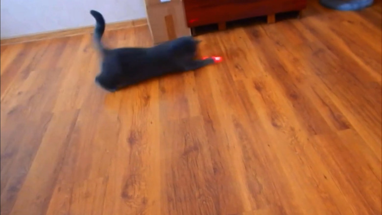 Laser Cha-Cha: The Cat Who Outsmarts the Red Dot