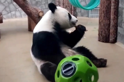 Panda Playtime: Tiny Figurine, Big Giggles