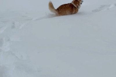 Snow Day Superstar: Dog Dives into Winter Wonderland