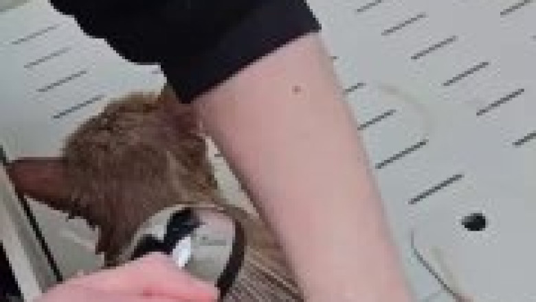 suds, Purrs &amp; Splash: The Bath-Time Cat You Need to See