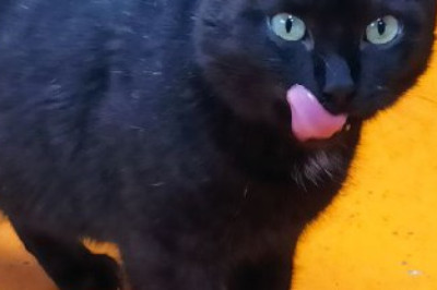 The Black Cat That Won Our Hearts: How One Shelter Transformations Proves Color Isn’t What It Seems