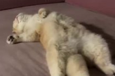 The Purest Purrs: Sleeping Cat Dreams in Slow Motion