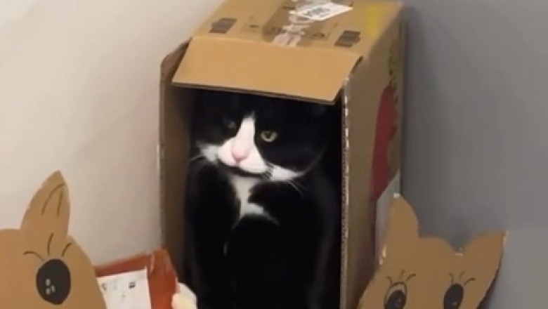 The Shy Shelter Cat Who Learned to Trust Again