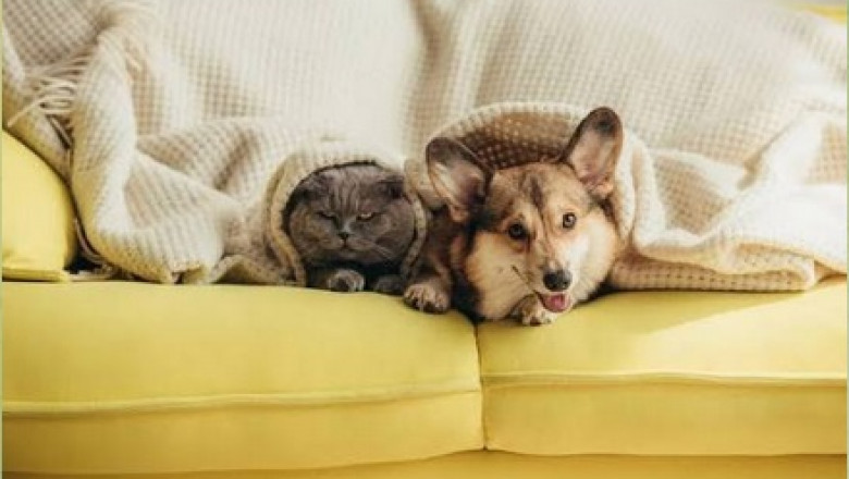 A Breakdown of Average Spending on Pet Care: Where Does the Money Go?