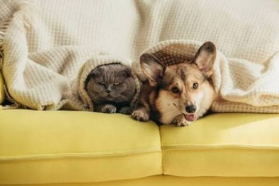 A Breakdown of Average Spending on Pet Care: Where Does the Money Go?