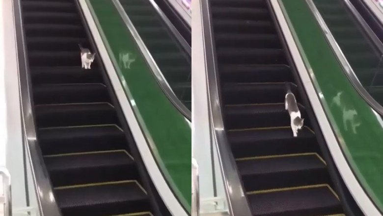 Cat Takes on the Escalator: The Ultimate Showdown!