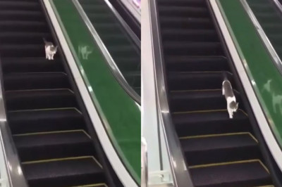 Cat Takes on the Escalator: The Ultimate Showdown!