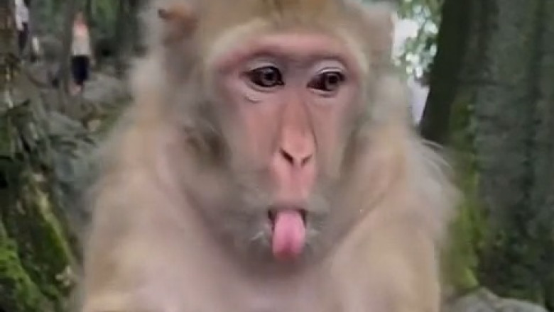 Monkey Goes HILARIOUS: Eggs Everywhere!