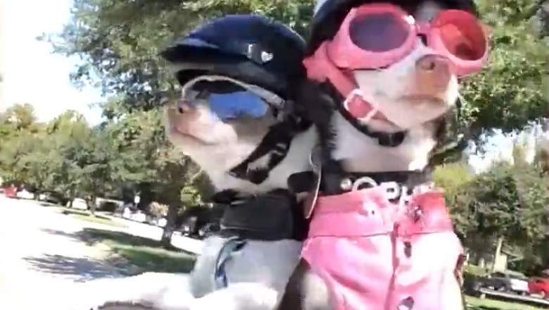 Try Not To Laugh Funniest Pets of 2026!