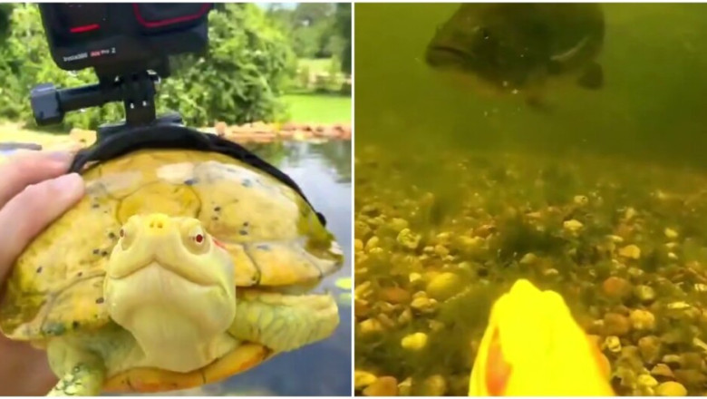 🐢 “A Turtle’s Journey Like You’ve Never Seen: 1 Minute Adventure!”