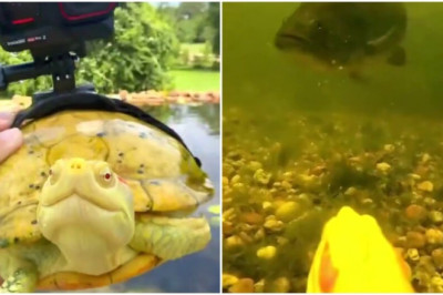 🐢 “A Turtle’s Journey Like You’ve Never Seen: 1 Minute Adventure!”