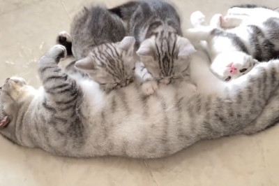 Cats Being Chaotic for 10 Minutes Straight