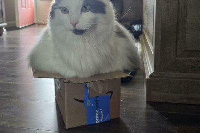 Cats on the Edge: 17 Hilarious Comfort Proclamations That Defy Gravity