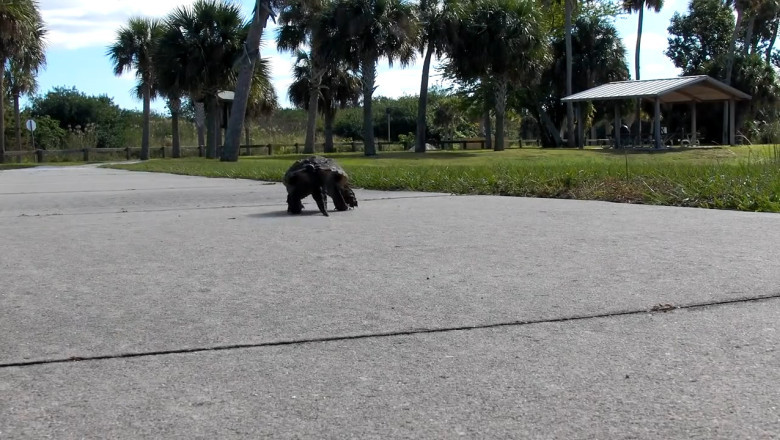 Clawed Turtle STRIKES! You Won’t Believe How Fast This Ancient Predator Moves