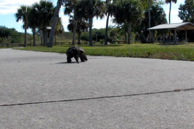 Clawed Turtle STRIKES! You Won’t Believe How Fast This Ancient Predator Moves