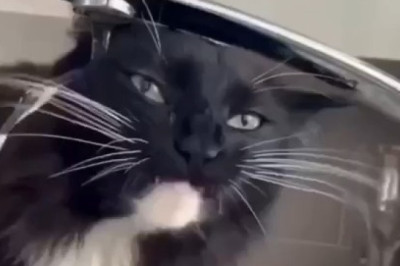 Hydration Goals: Cats Drinking Water Like Royalty